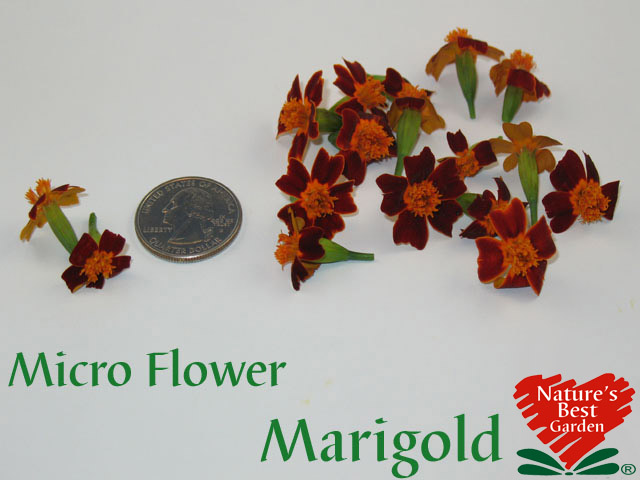 Micro Marigold